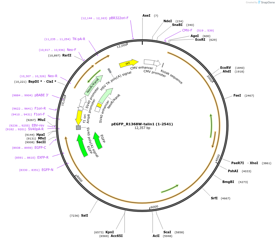 166117-plasmid-map-sequence-id-330289