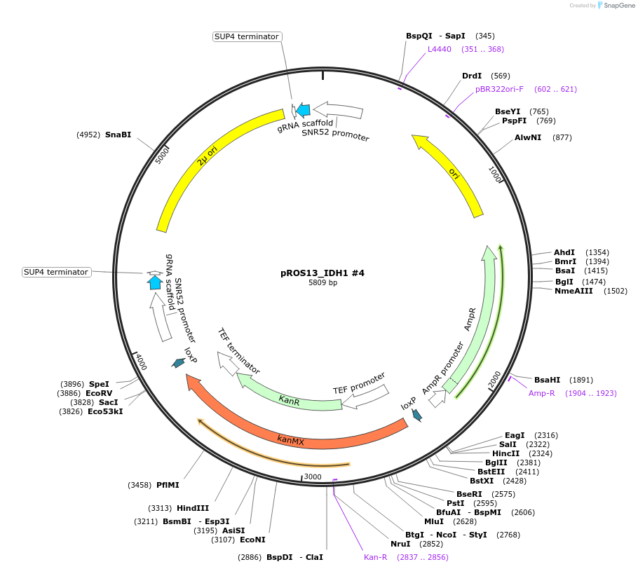 166101-plasmid-map-sequence-id-330298