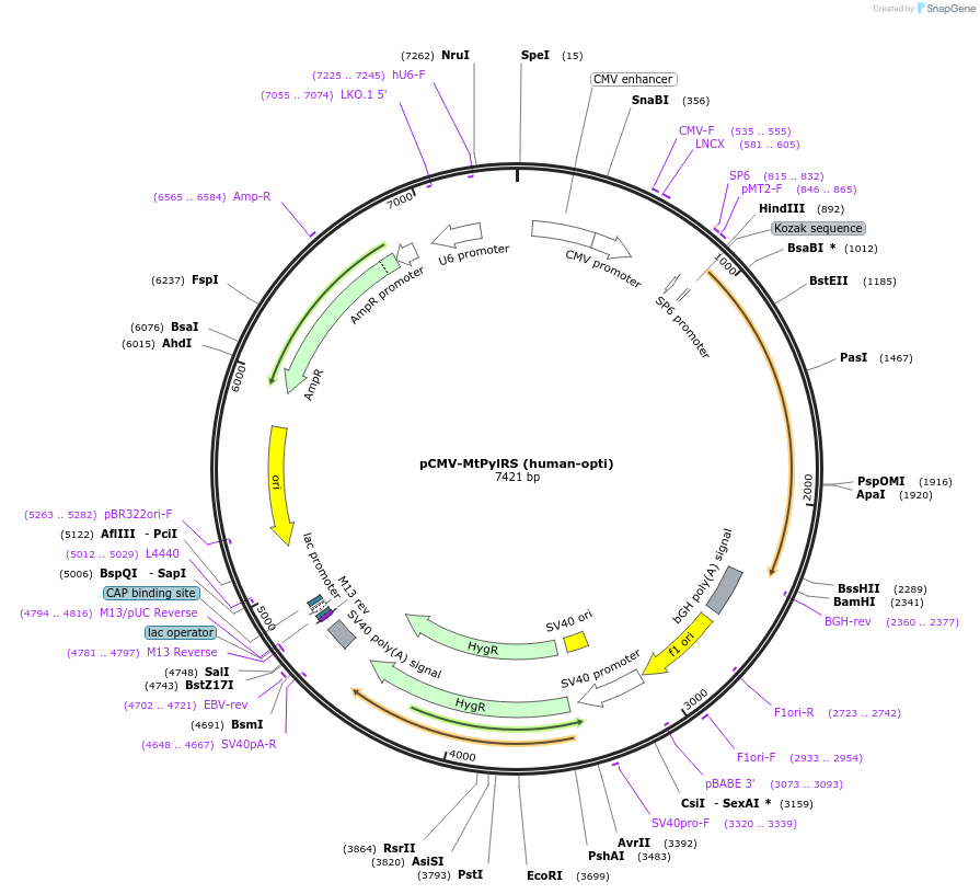 164080-plasmid-map-sequence-id-330301