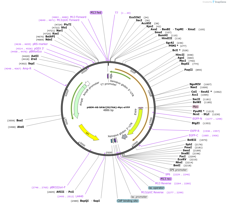 165488-plasmid-map-sequence-id-330303