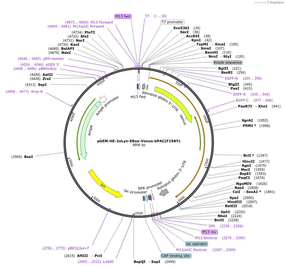 165489-plasmid-map-sequence-id-330305