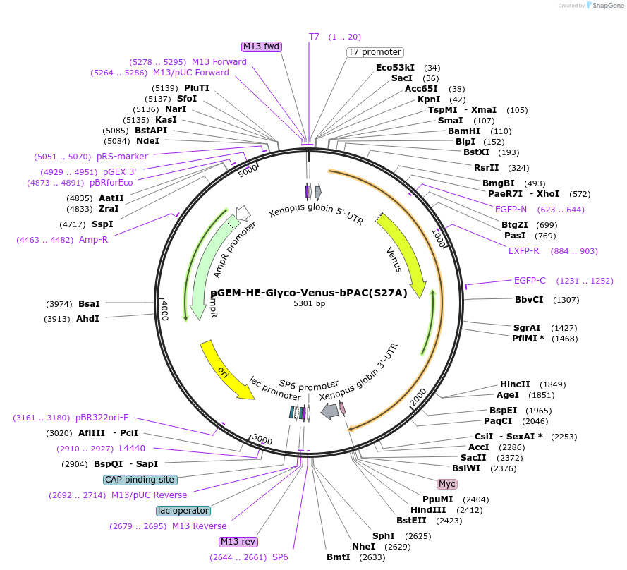165490-plasmid-map-sequence-id-330308