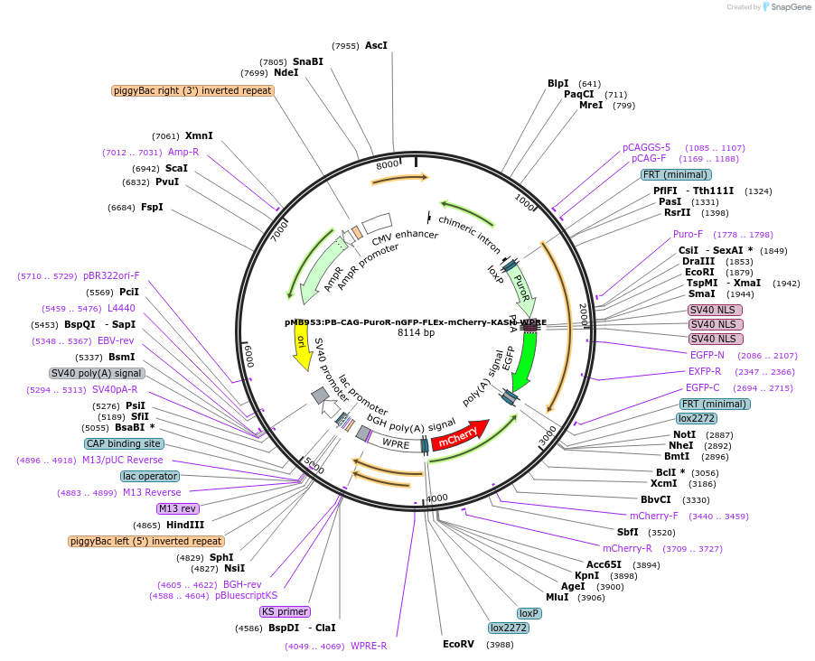 168106-plasmid-map-sequence-id-330309