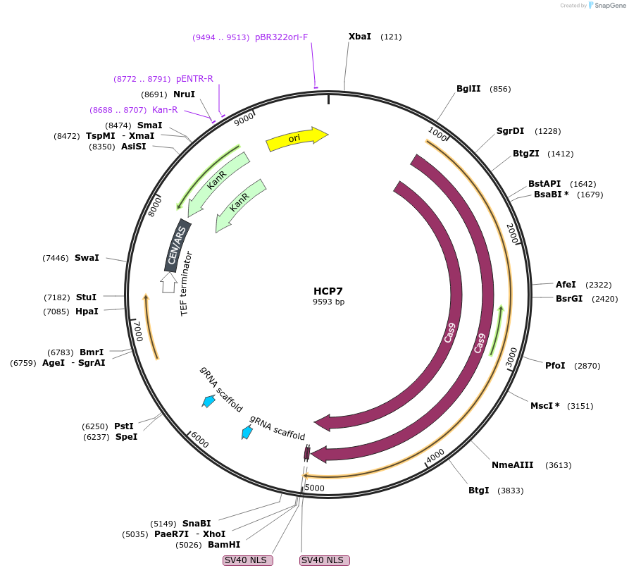 166109-plasmid-map-sequence-id-330317