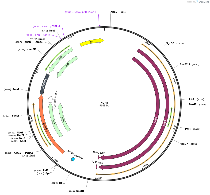 166107-plasmid-map-sequence-id-330320