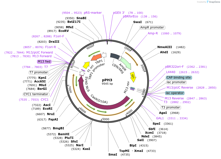 166098-plasmid-map-sequence-id-330351