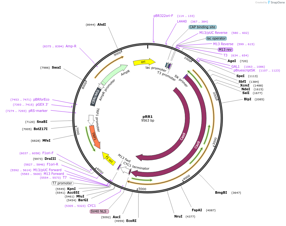 166096-plasmid-map-sequence-id-330354