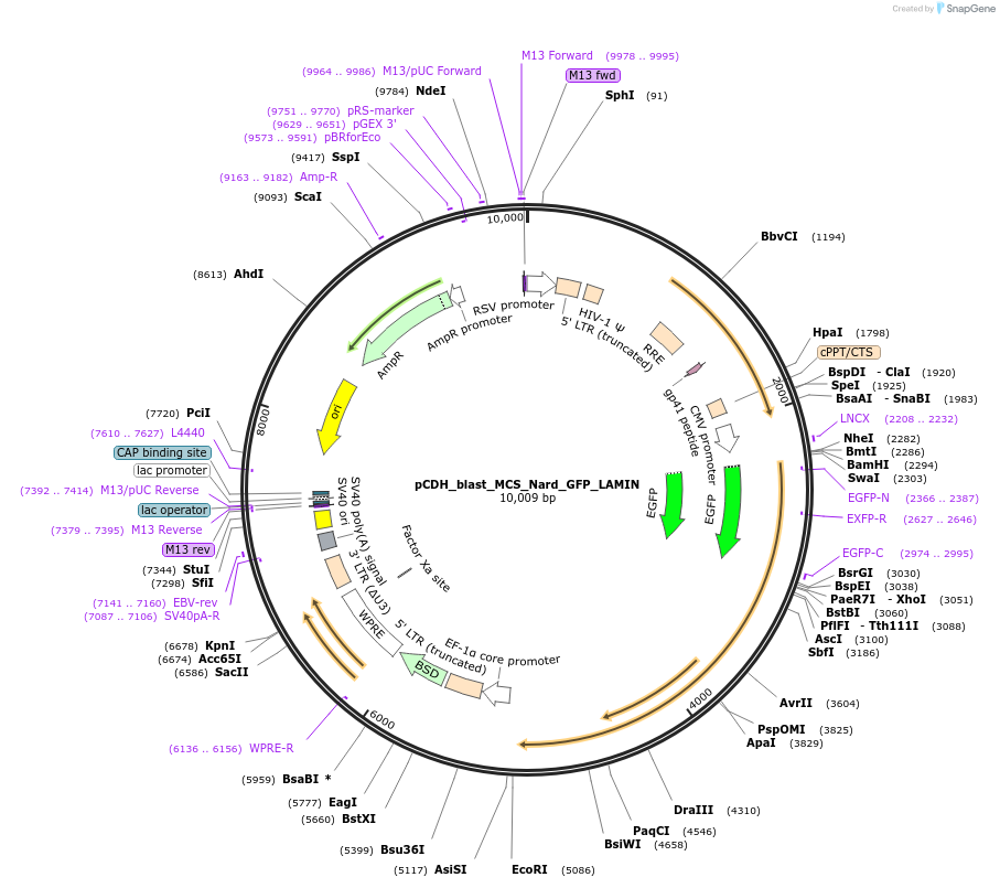 167340-plasmid-map-sequence-id-330360