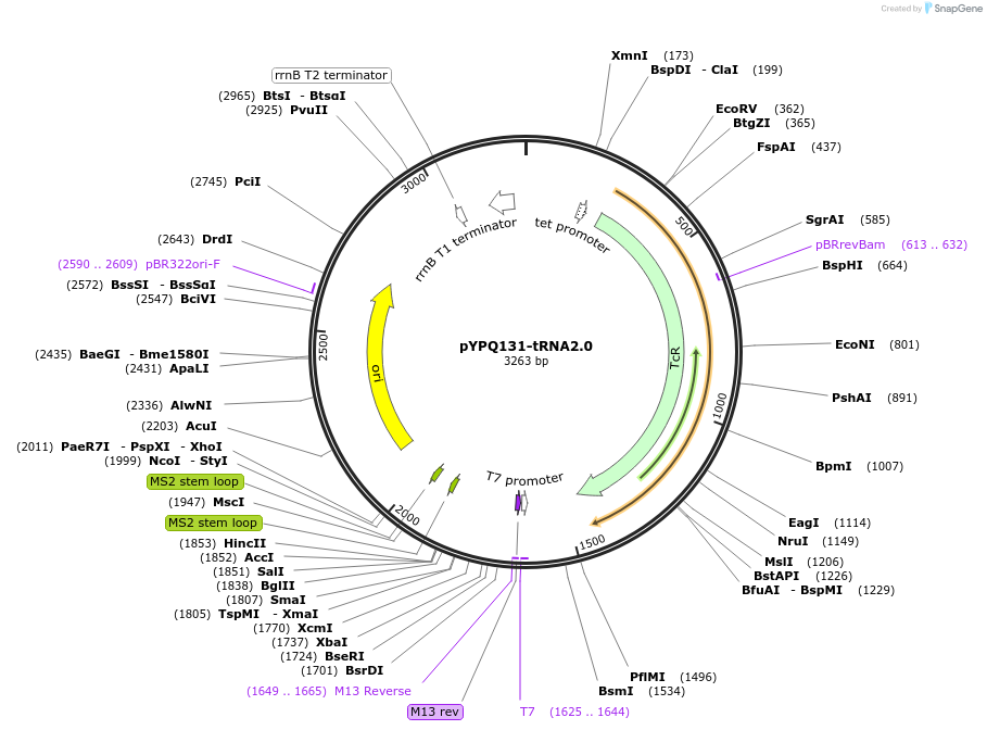 158393-plasmid-map-sequence-id-330365