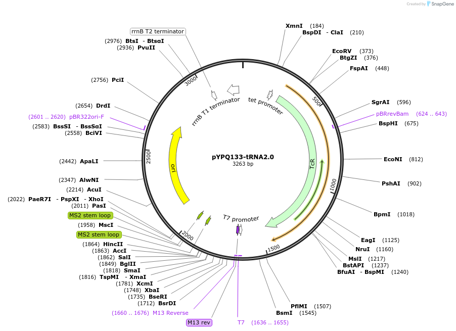 158395-plasmid-map-sequence-id-330367