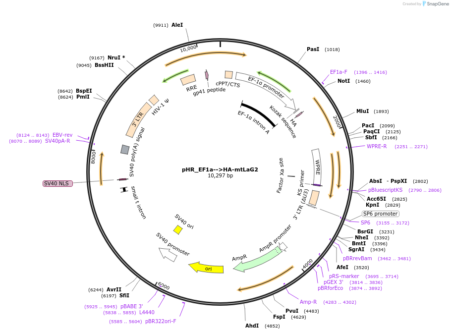 162225-plasmid-map-sequence-id-330435