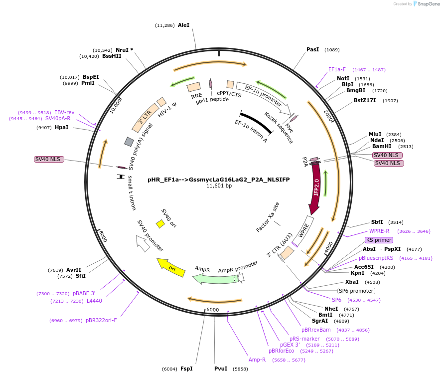 162228-plasmid-map-sequence-id-330438