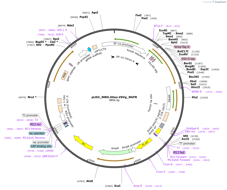 158327-plasmid-map-sequence-id-330447