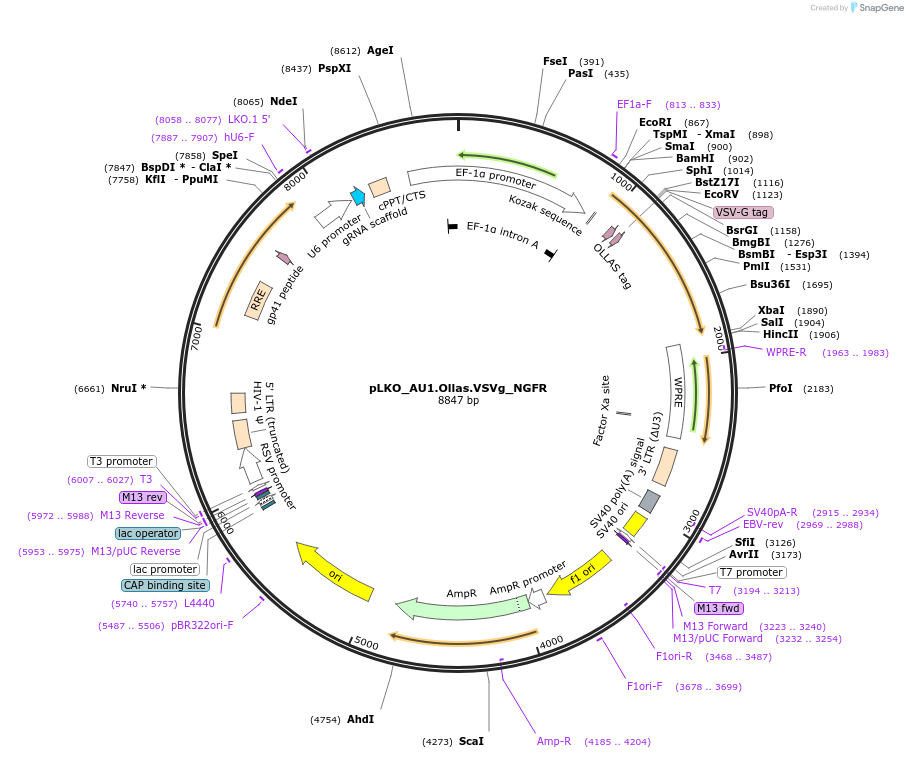 158330-plasmid-map-sequence-id-330469