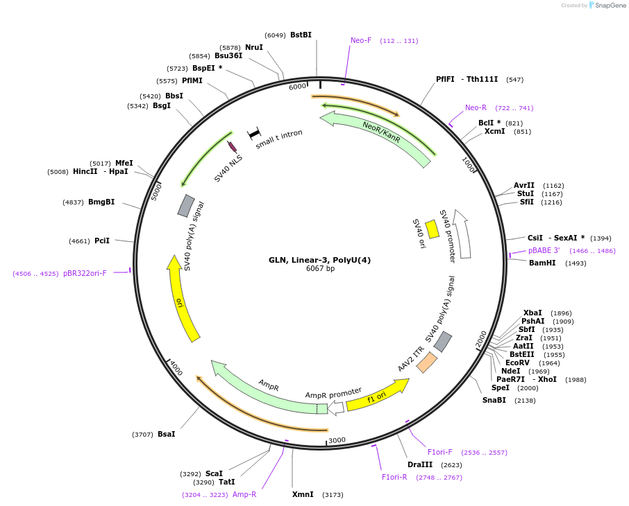 166985-plasmid-map-sequence-id-330471