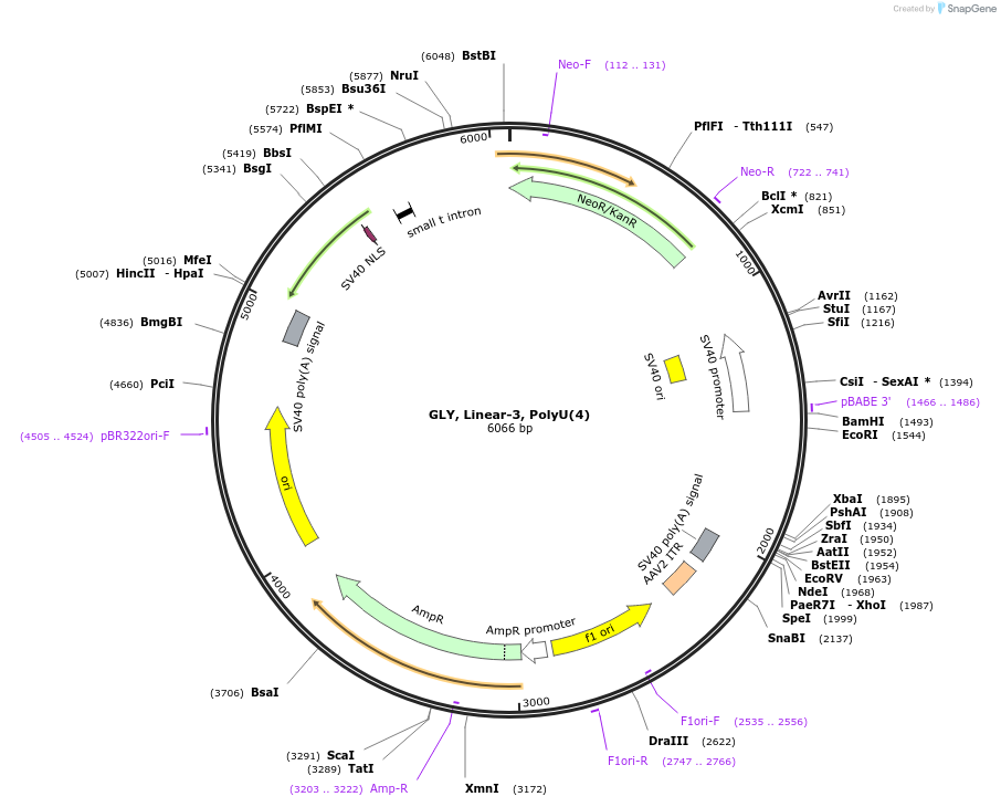 166989-plasmid-map-sequence-id-330473