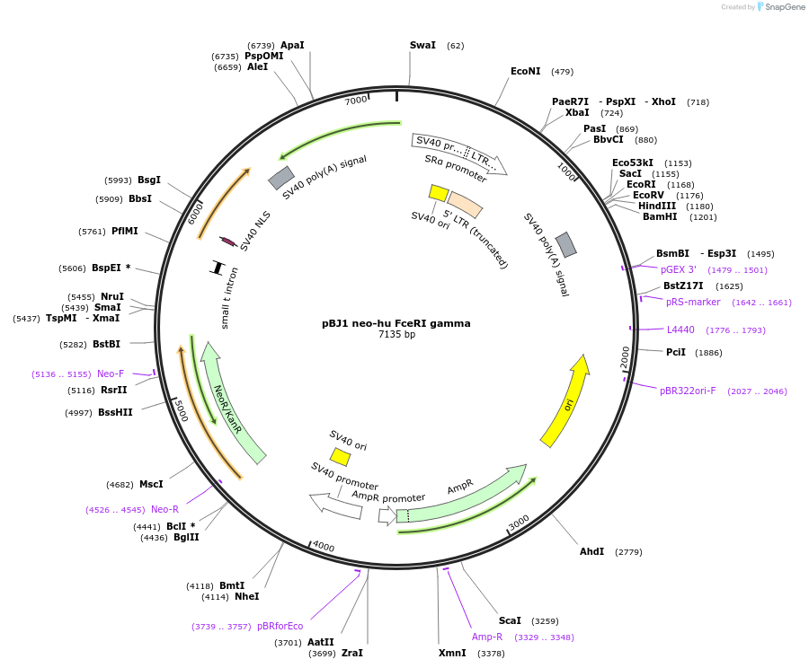 16540-plasmid-map-sequence-id-330478
