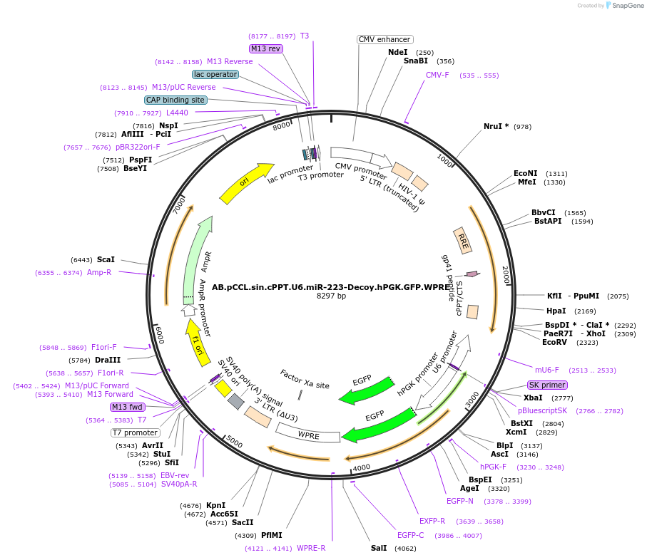 46601-plasmid-map-sequence-id-330480