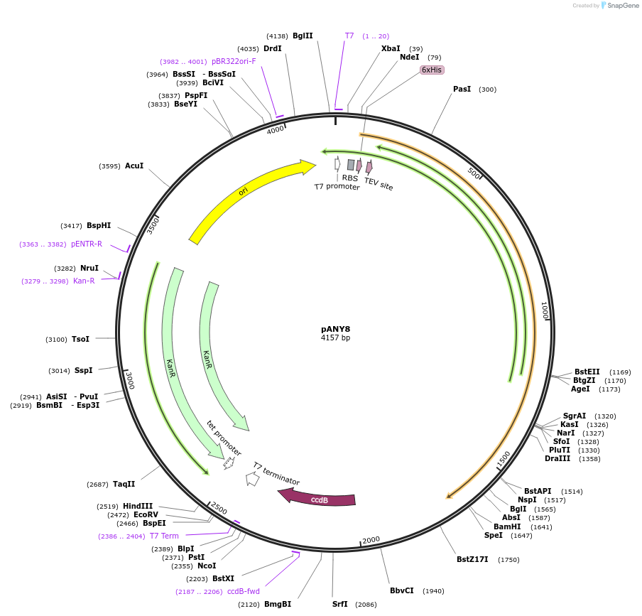 164900-plasmid-map-sequence-id-330483