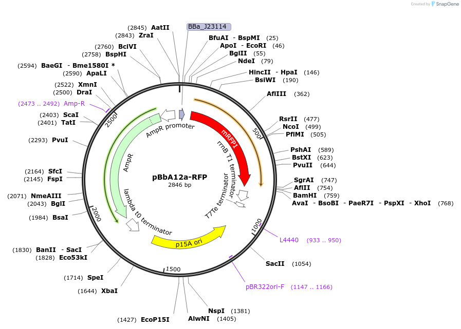 126085-plasmid-map-sequence-id-330503