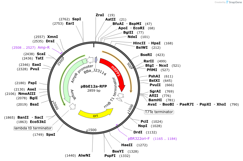 126145-plasmid-map-sequence-id-330507
