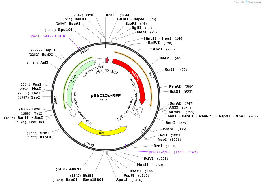 126158-plasmid-map-sequence-id-330516