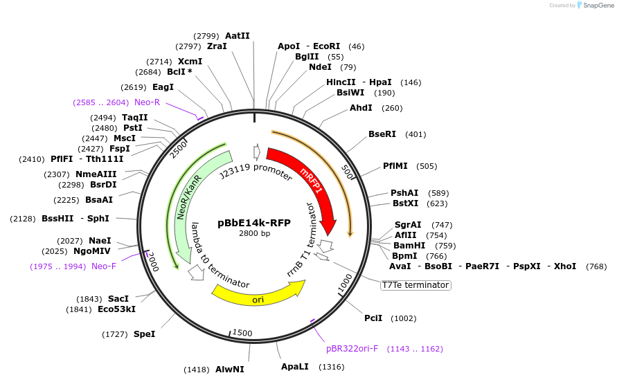 126153-plasmid-map-sequence-id-330527