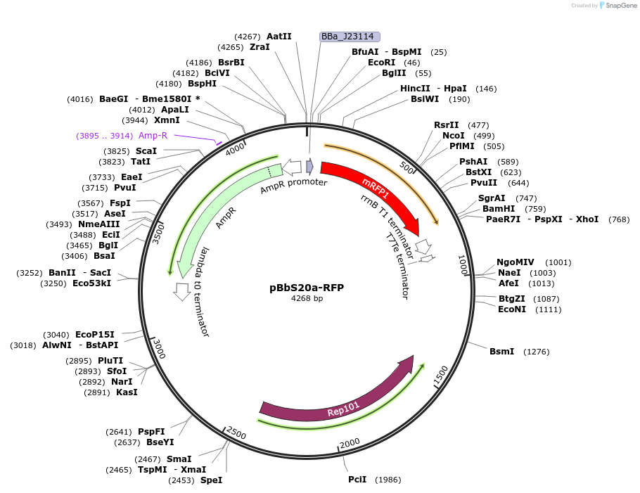 126192-plasmid-map-sequence-id-330529