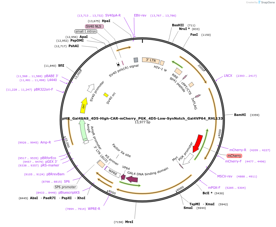 164822-plasmid-map-sequence-id-330530