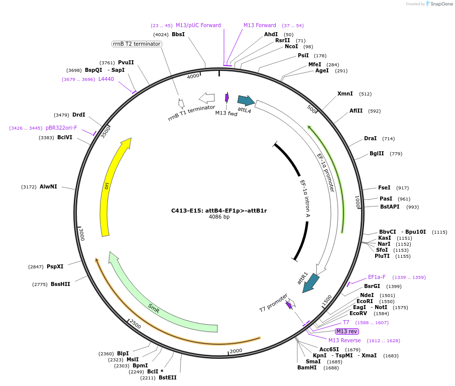 162920-plasmid-map-sequence-id-330532