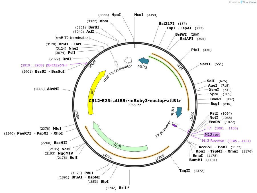 162945-plasmid-map-sequence-id-330546