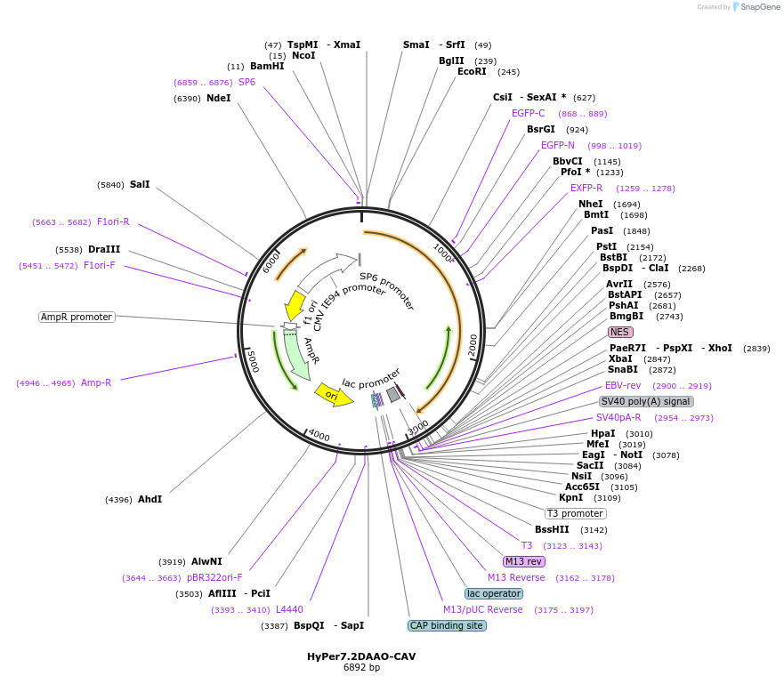 168303-plasmid-map-sequence-id-330583