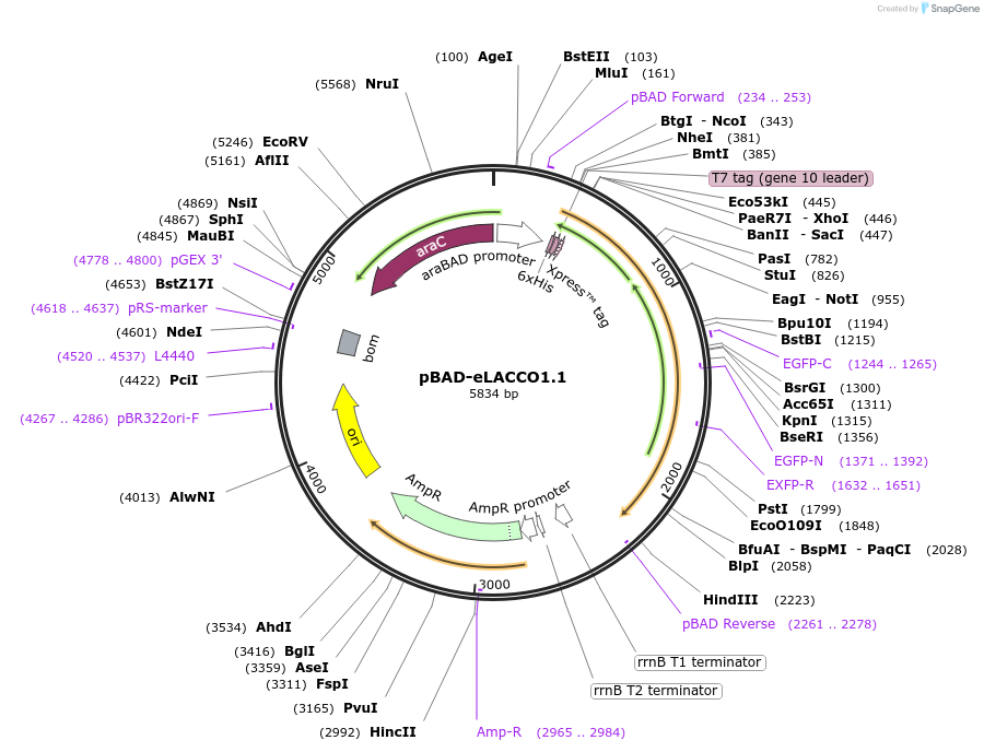 167944-plasmid-map-sequence-id-330586