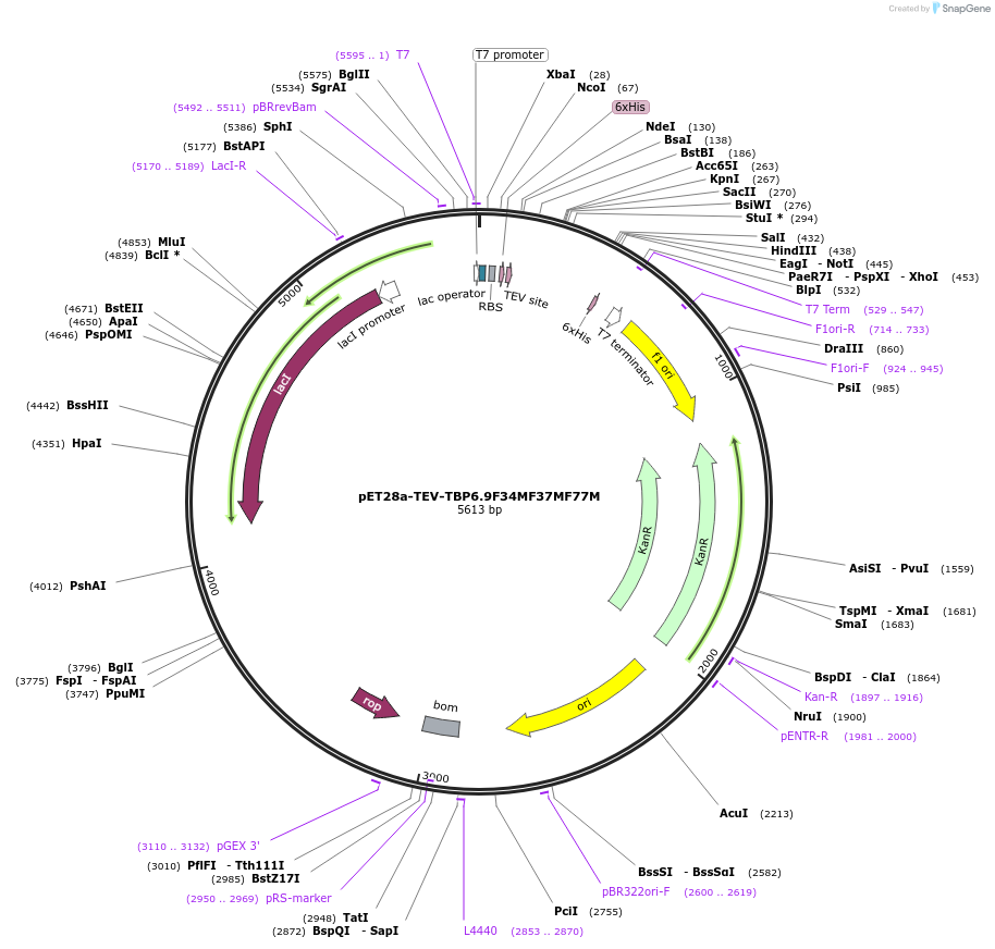 168268-plasmid-map-sequence-id-330608