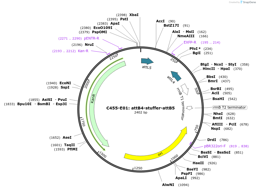 162983-plasmid-map-sequence-id-330613