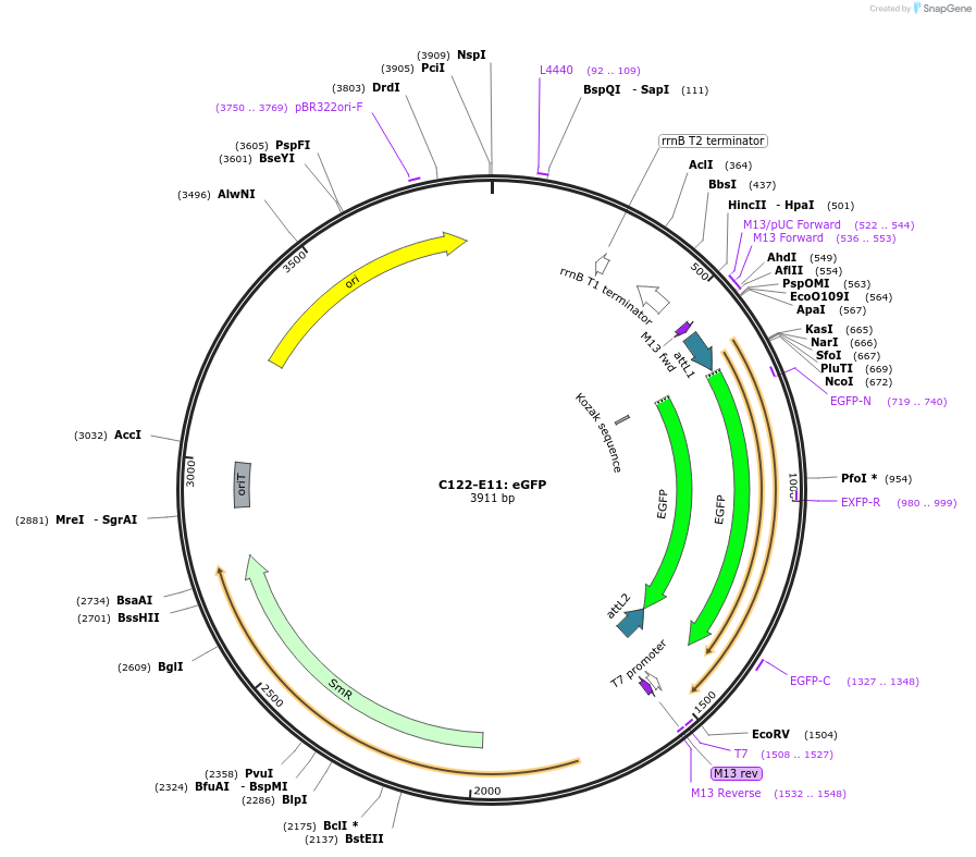 162893-plasmid-map-sequence-id-330619