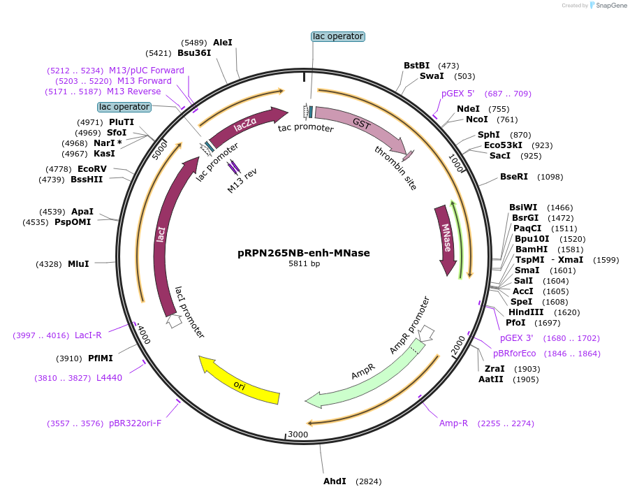 166035-plasmid-map-sequence-id-330620