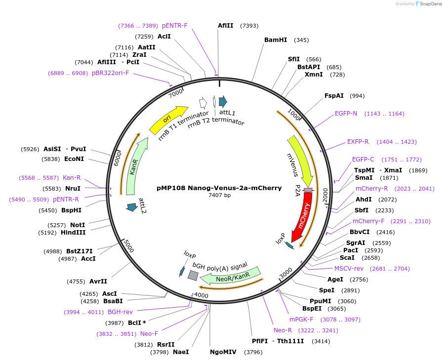 159743-plasmid-map-sequence-id-330621