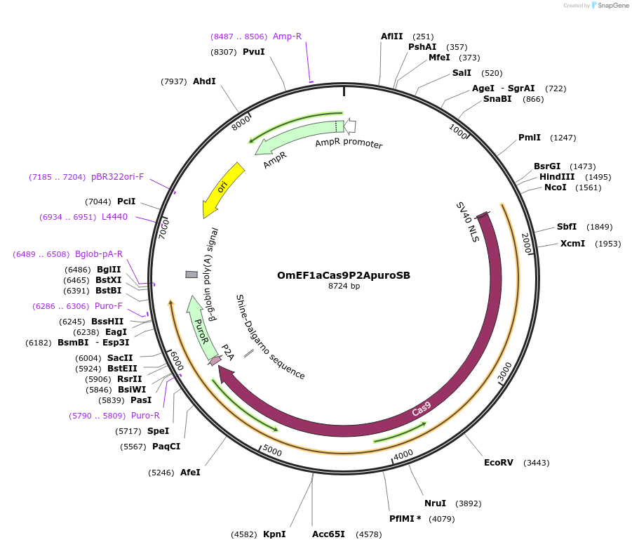165484-plasmid-map-sequence-id-330622