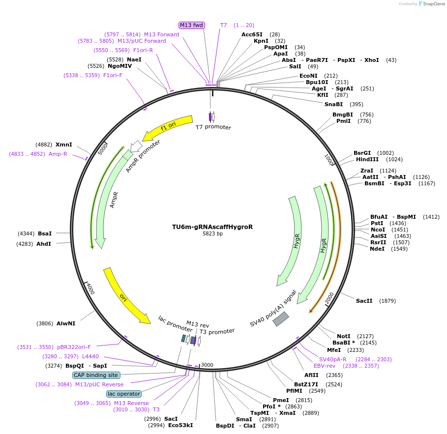 165485-plasmid-map-sequence-id-330627