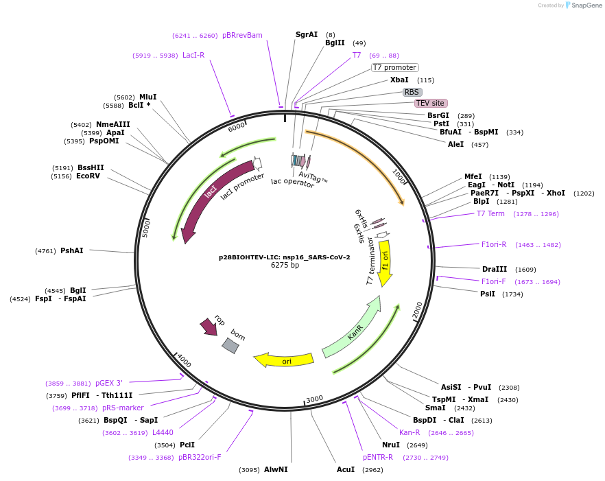 167846-plasmid-map-sequence-id-330628
