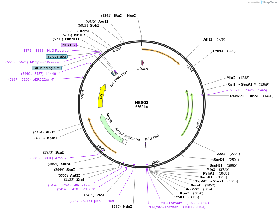 166057-plasmid-map-sequence-id-330645
