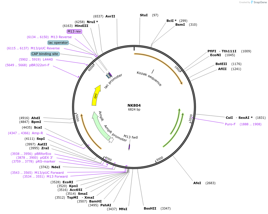 166058-plasmid-map-sequence-id-330648
