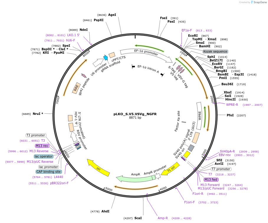 158341-plasmid-map-sequence-id-330657