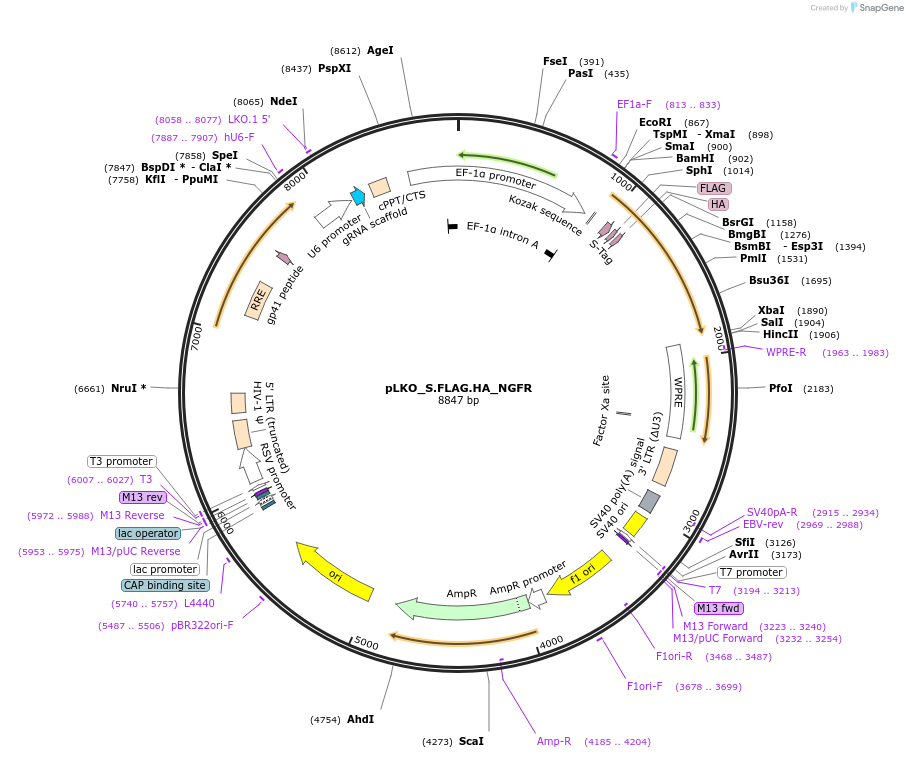 158343-plasmid-map-sequence-id-330659