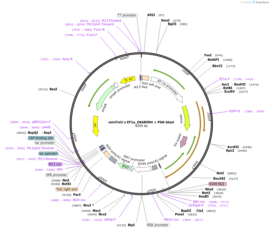 167825-plasmid-map-sequence-id-330686