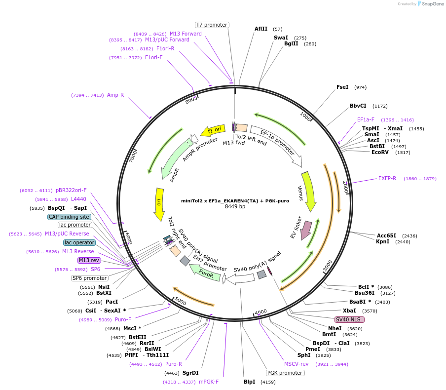 167826-plasmid-map-sequence-id-330687