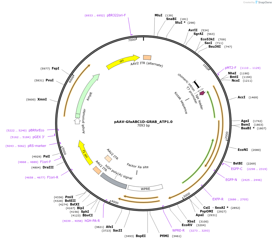 167579-plasmid-map-sequence-id-330695