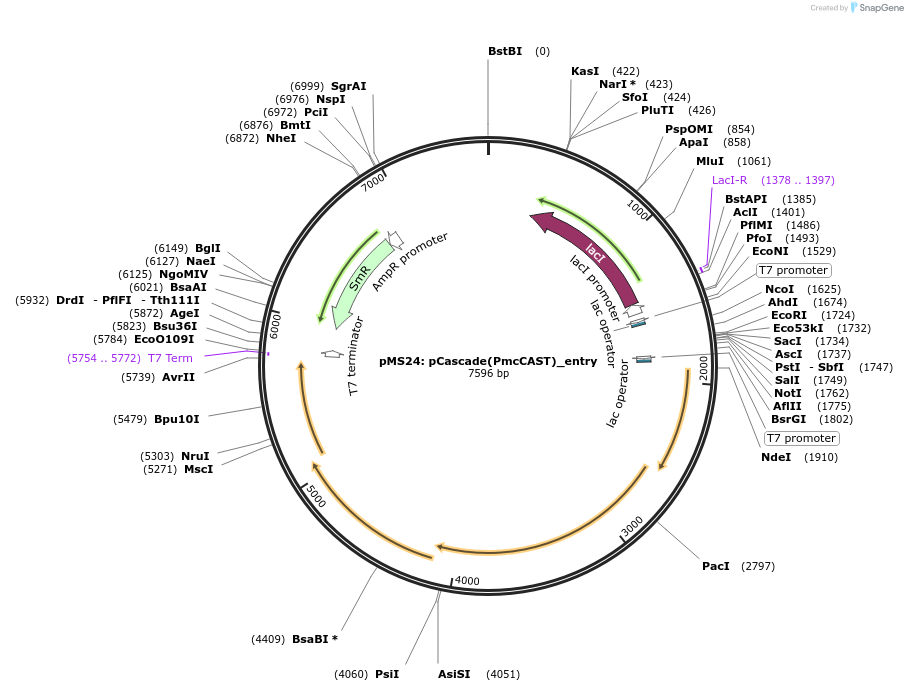 168157-plasmid-map-sequence-id-330730