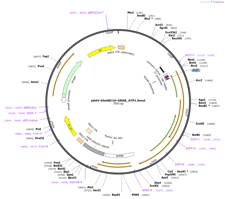 167580-plasmid-map-sequence-id-330732